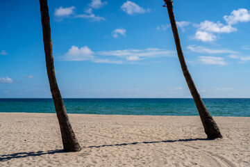 Two palm trees on the beach