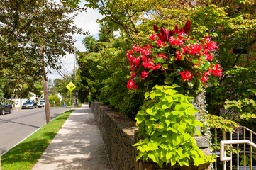 beautiful flowers on street-side walk