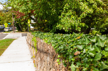 Fototapeta na wymiar green leaves on wall fence in a street