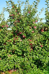 Fresh apples growing on trees at an apple orchard
