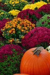 Colorful chrysanthemum flowers growing in the garden in the fall
