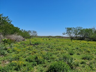 campo para pecuária, gado, corte, leite