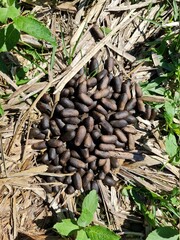 coco de capivara, selvagem