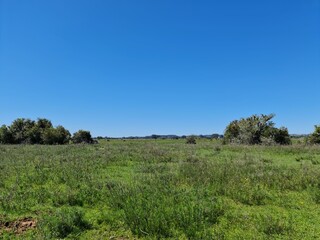 Fototapeta premium campo para pecuária, gado, corte, leite