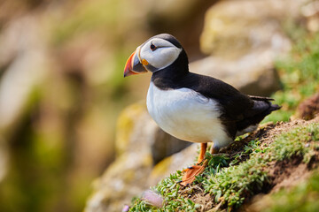 puffin birds on the Saltee Islands in Ireland, Fratercula arctica