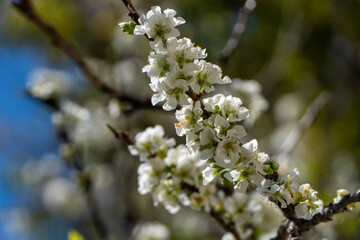 Florecen los ciruelos