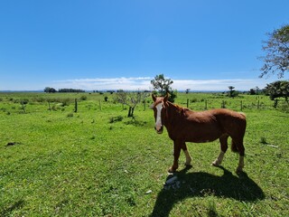 cavalo crioulo