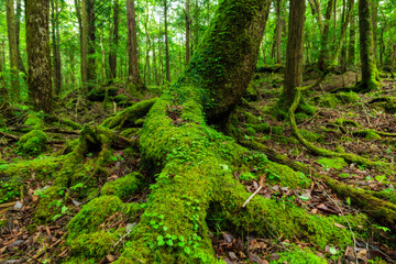 Fototapeta na wymiar Moss and green grass in Aokigahara forest, Yamanashi Prefecture, Japan