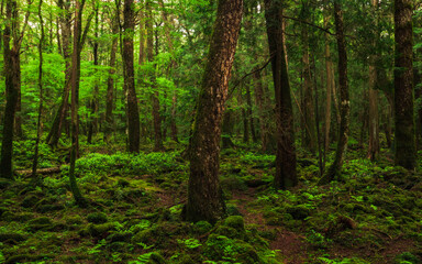 Fototapeta na wymiar Moss and green grass in Aokigahara forest, Yamanashi Prefecture, Japan