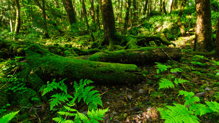Moss and green grass in Aokigahara forest, Yamanashi Prefecture, Japan