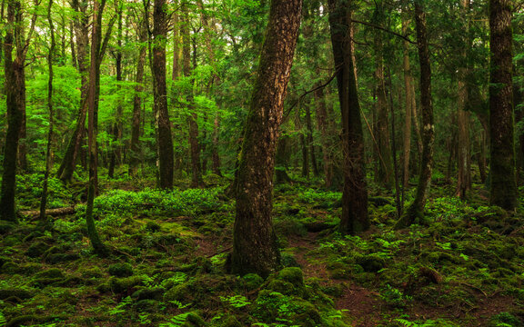 Moss and green grass in Aokigahara forest, Yamanashi Prefecture, Japan © discoverjapan