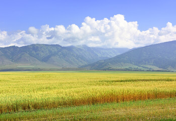 Fototapeta premium Uymon Valley in the Altai Mountains