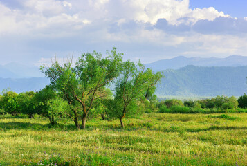Obraz premium Uymon Valley in the Altai Mountains
