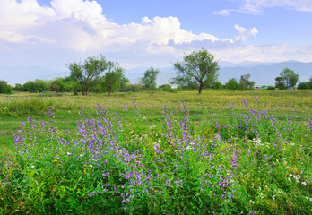 Meadow flowers in a mountain valley
