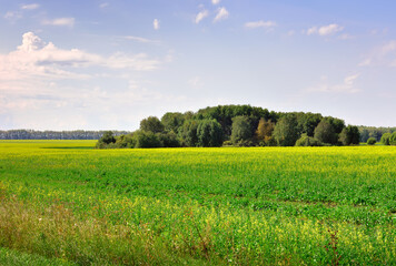 A rural field under a blue sky