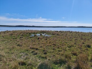 fazenda, pecuária, gado, campo