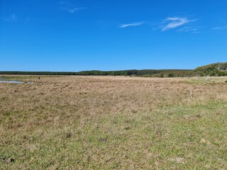 Obraz premium fazenda, pecuária, gado, campo
