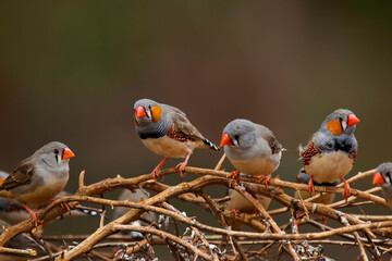 Zebra Finch flock sitting on branch