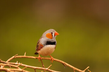 Zebra Finch male with green background