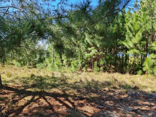 pinus, árvore, mato, verde, 