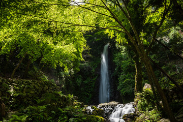 Beautiful waterfall immerse in green forest with its serene atmosphere. Japan.