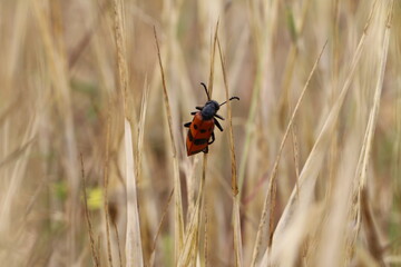 red worm on wheat