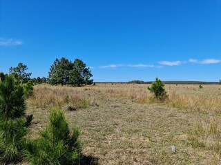 fazenda pecuária