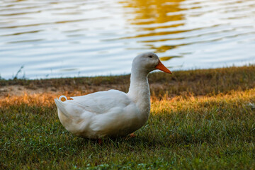 goose on the river