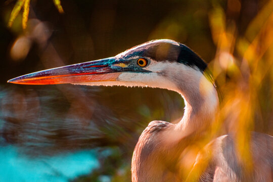 close up of a great blue herron