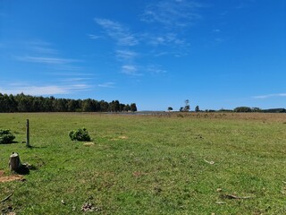 campo para pecuária