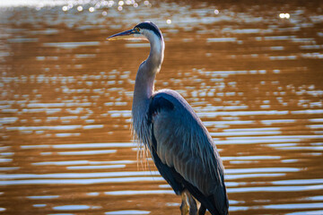 great blue heron