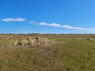 Obraz premium fazenda, campo, pecuária, criação de gado
