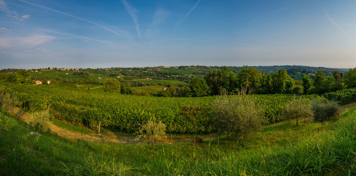 Vigne Refrontolo Veneto