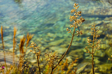 flowers on the background of blue sky