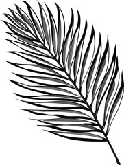 Black and white palm leaves