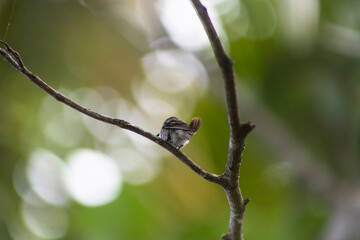 HUMMINGBIRD PERCHED ON TREE BRANCH IN TROPICAL FOREST WITH BACKGROUND OUT OF FOCUS AND SPACE FOR TEXT
