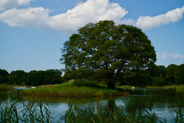 国営昭和記念公園の池