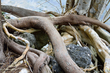 Twisted roots