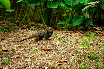 variedad de flora y fauna del ecuador