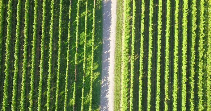 Top view on a vineyard and vines in the southern Rhineland Palatinate on the eastern edge of the Palatinate Forest