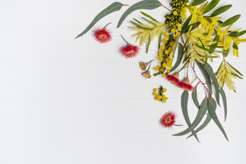 Australian native eucalyptus leaves and flowering red gun nuts plus wattles acacia leaves and yellow flowers, photographed from above on a rustic white background.