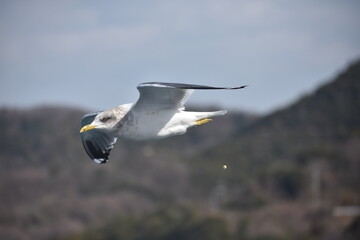 小豆島のカモメ