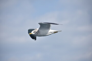 小豆島のカモメ