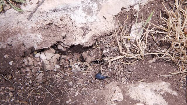 Blue beetle escaping from attacking ant colony,dirt terrain,closeup.