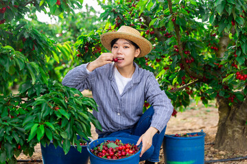 Woman picking ripe cherry from a tree
