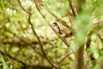 The Pied Fantail that lives in Bangkok is clinging to branches in search of food.