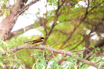The Pied Fantail that lives in Bangkok is clinging to branches in search of food.
