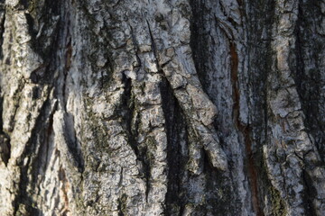Wood background texture, bark backdrop.