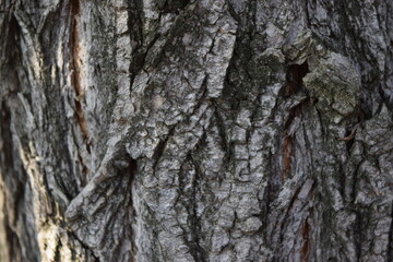 Wood background texture, bark backdrop.