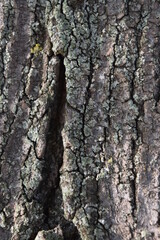 Wood background texture, bark backdrop.